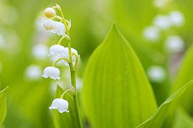 E3 2021：《瘟疫传说》续作《瘟疫传说：安魂曲》预告